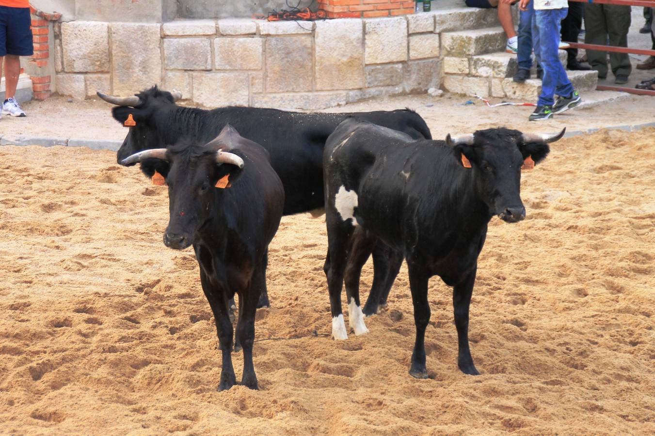 Segundo encierro de las fiestas de Ciguñuela