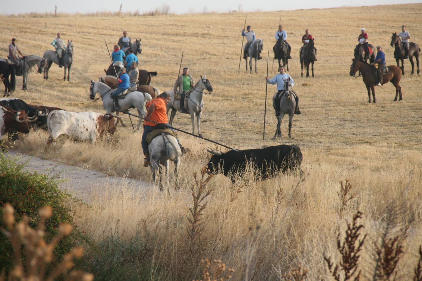 Segundo encierro de las fiestas de Cuéllar (Segovia)