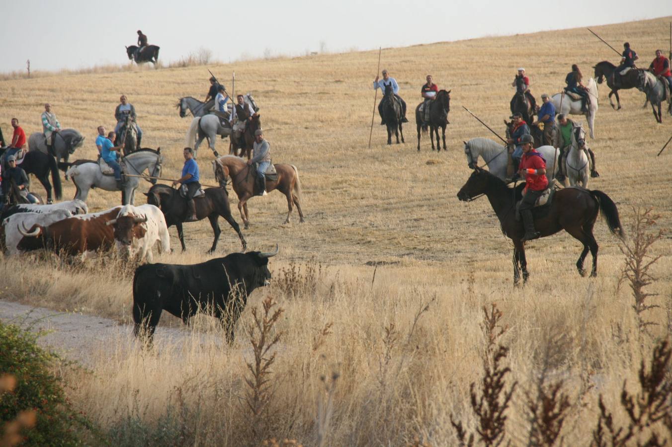 Segundo encierro de las fiestas de Cuéllar (Segovia)