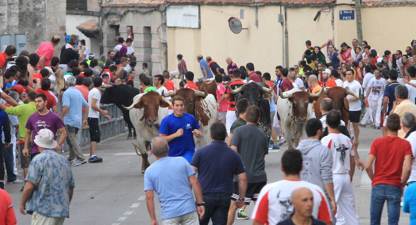 Segundo encierro de las fiestas de Cuéllar (Segovia)