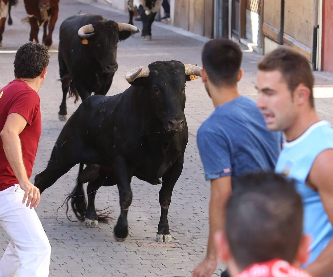 Tercer encierro de las fiestas de Cuéllar (Segovia)