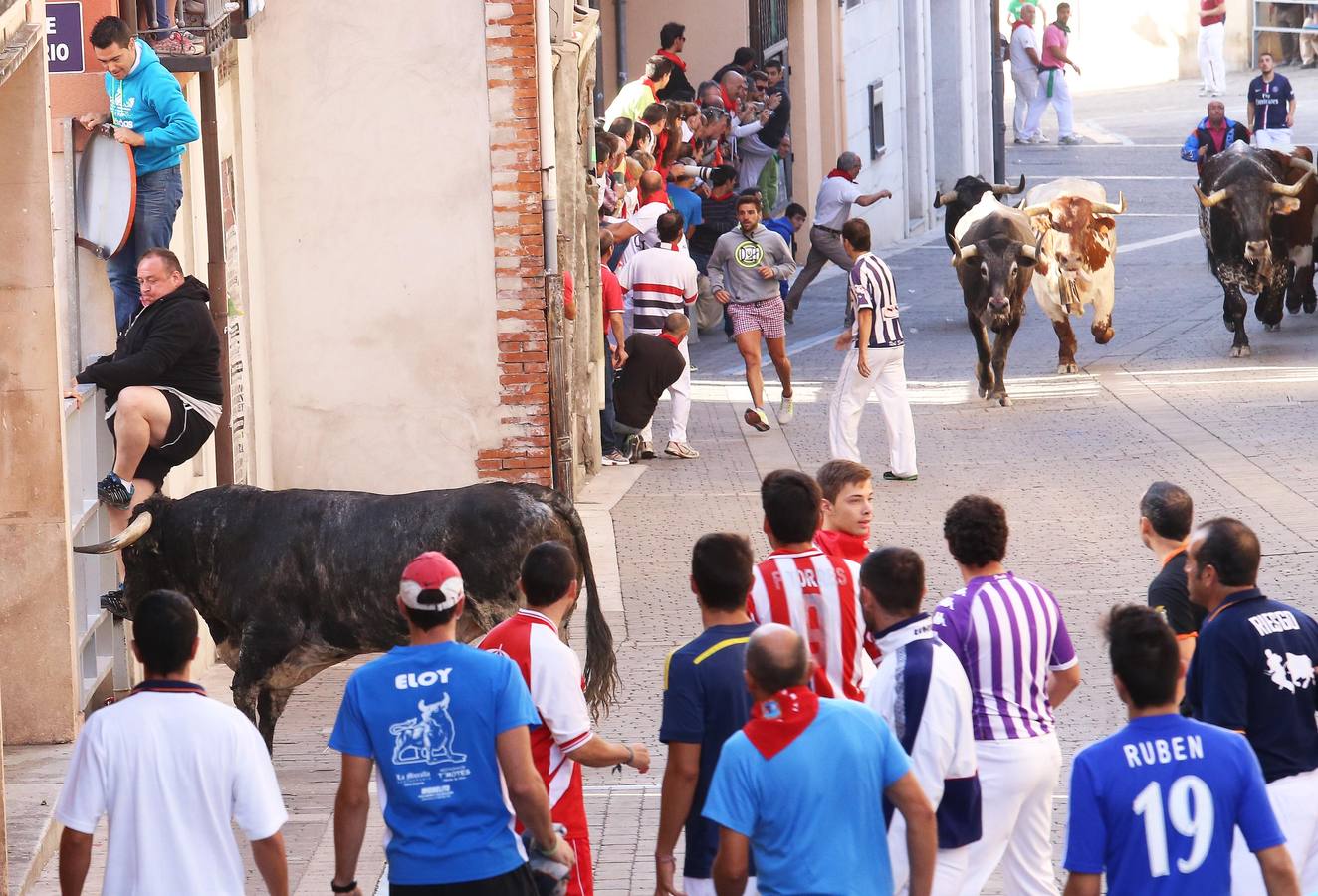 Cuarto encierro de las fiestas de Cuéllar (Segovia)