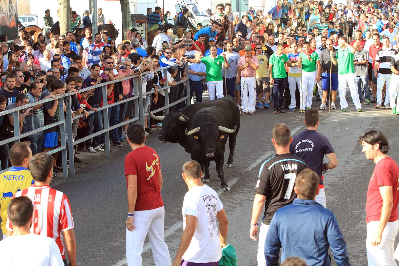 Cuarto encierro de las fiestas de Cuéllar (Segovia)