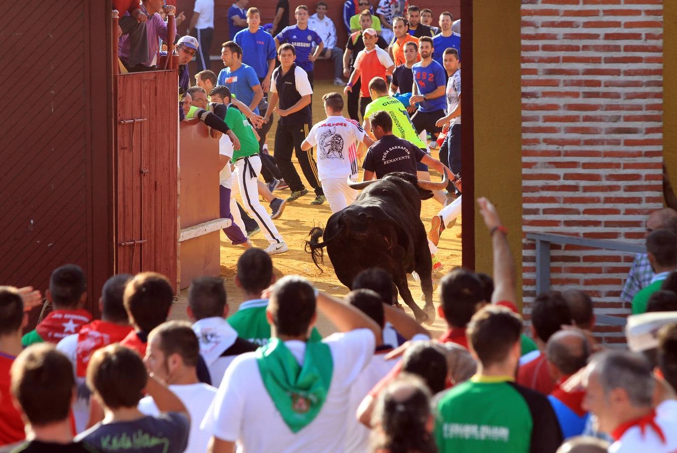 Cuarto encierro de las fiestas de Cuéllar (Segovia)