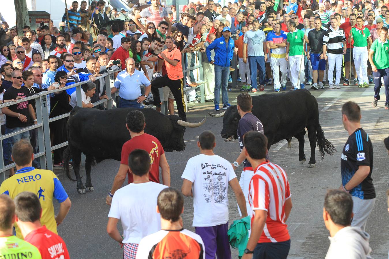 Cuarto encierro de las fiestas de Cuéllar (Segovia)