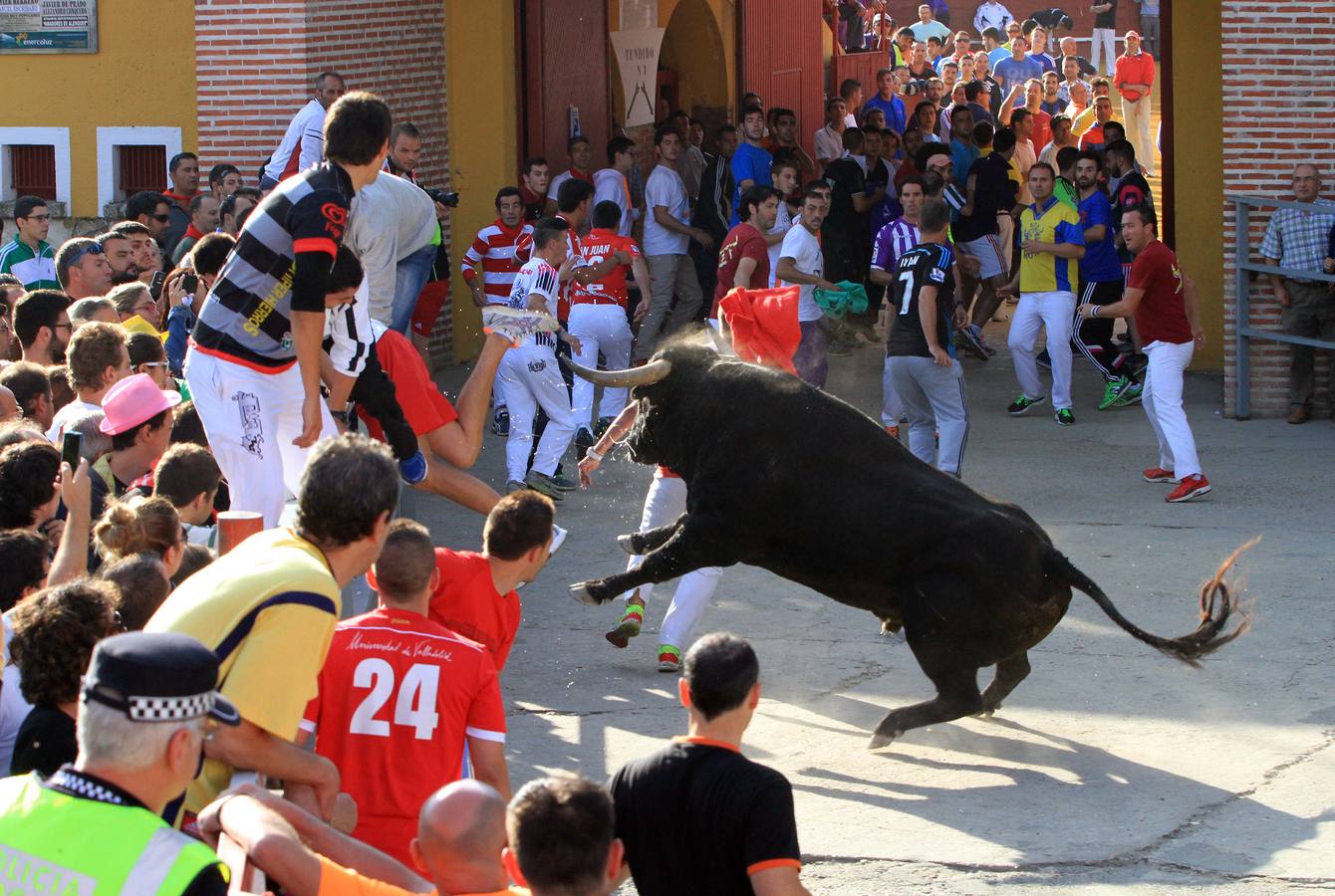Cuarto encierro de las fiestas de Cuéllar (Segovia)