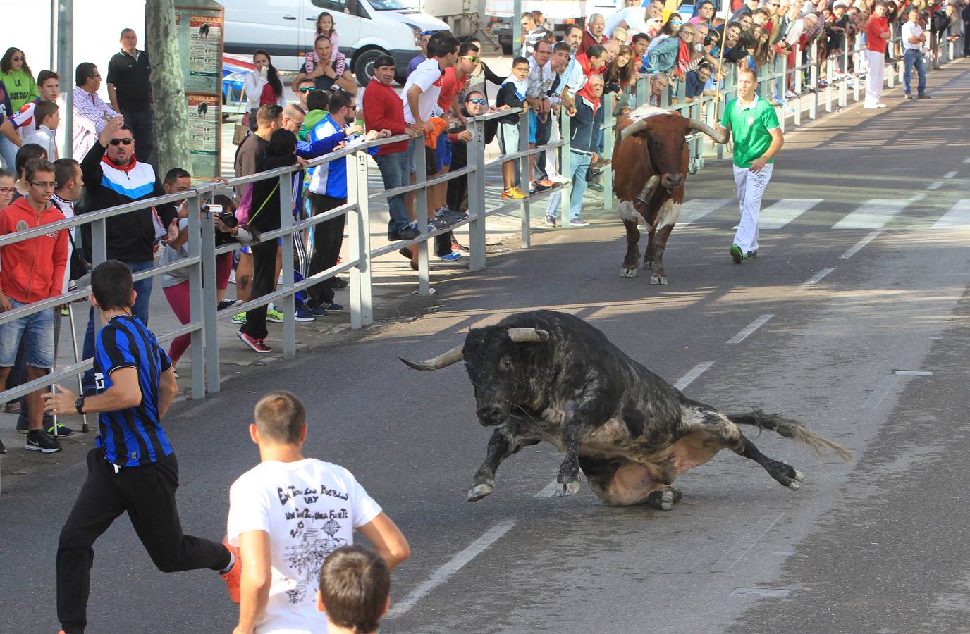 Cuarto encierro de las fiestas de Cuéllar (Segovia)