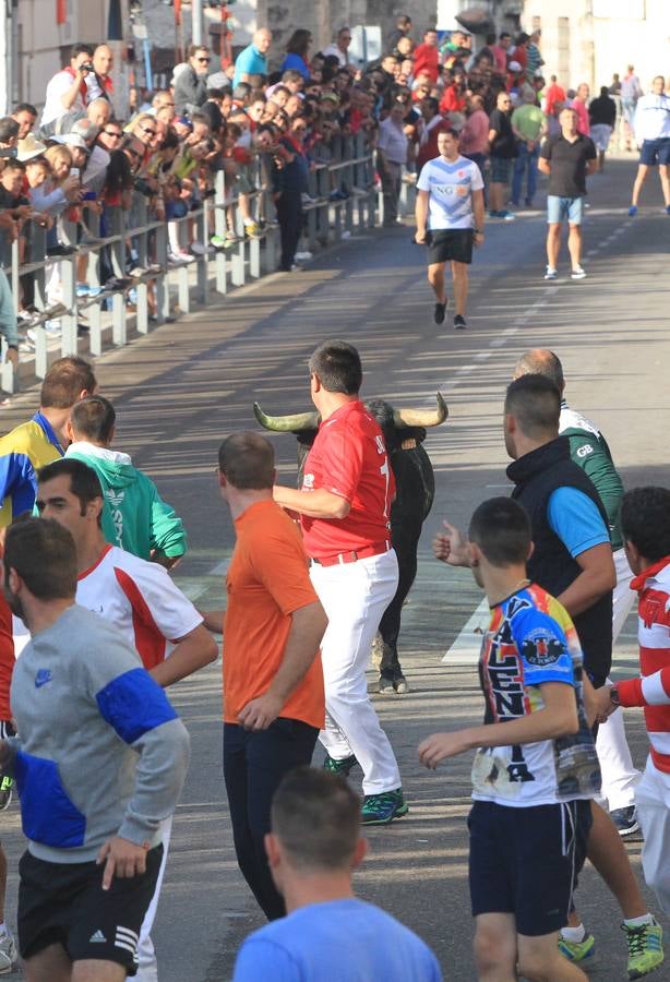 Cuarto encierro de las fiestas de Cuéllar (Segovia)