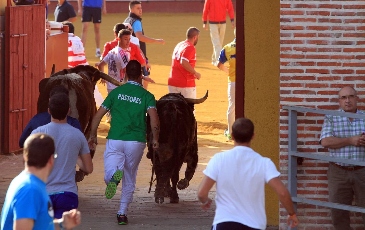 Cuarto encierro de las fiestas de Cuéllar (Segovia)