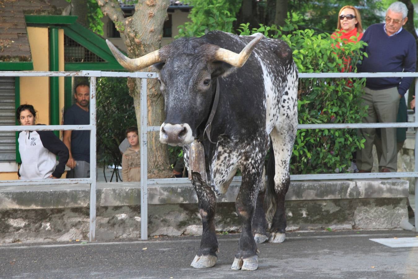 Quinto y último encierro de las fiestas de Cuéllar (Segovia)