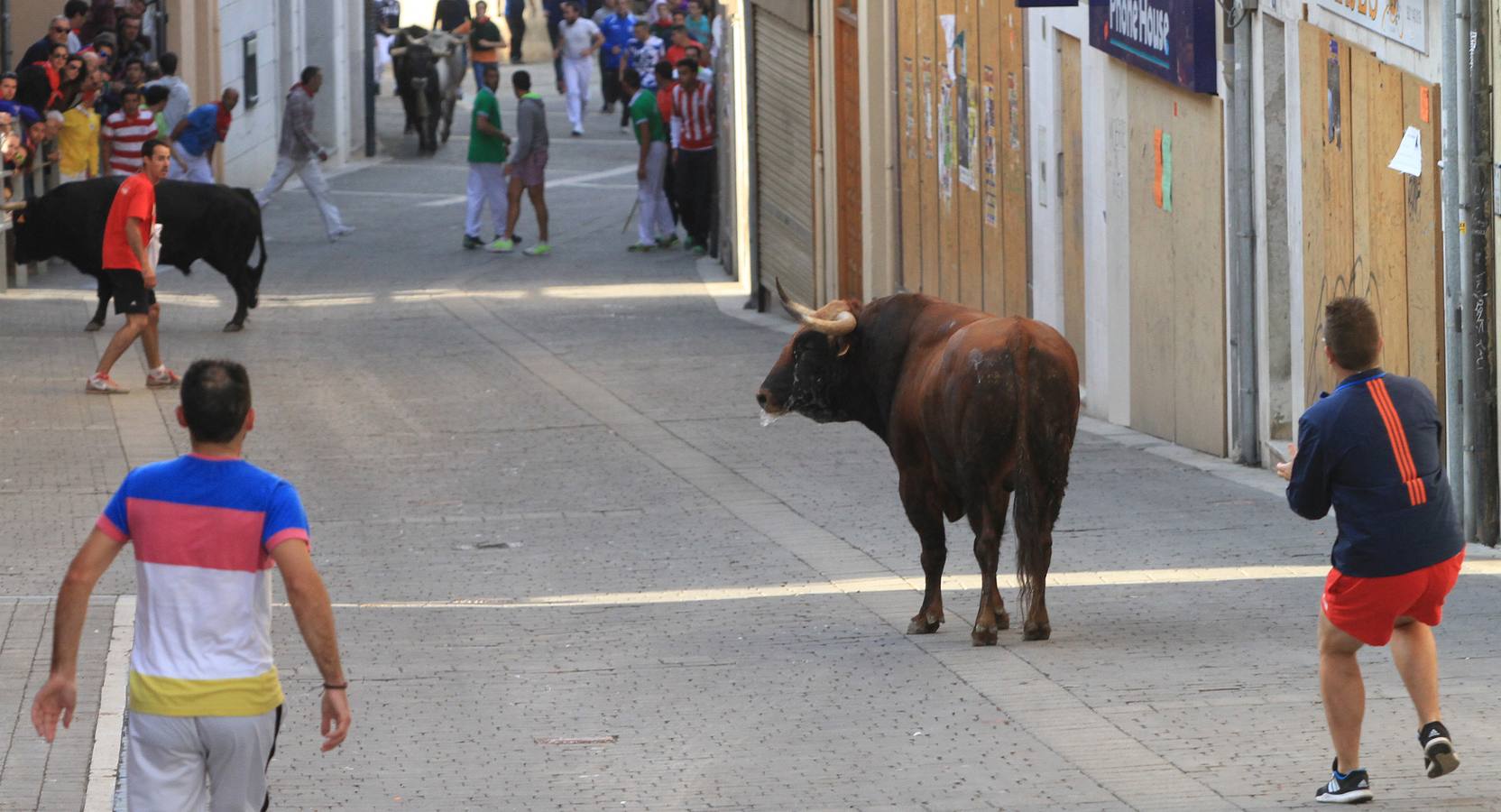 Quinto y último encierro de las fiestas de Cuéllar (Segovia)