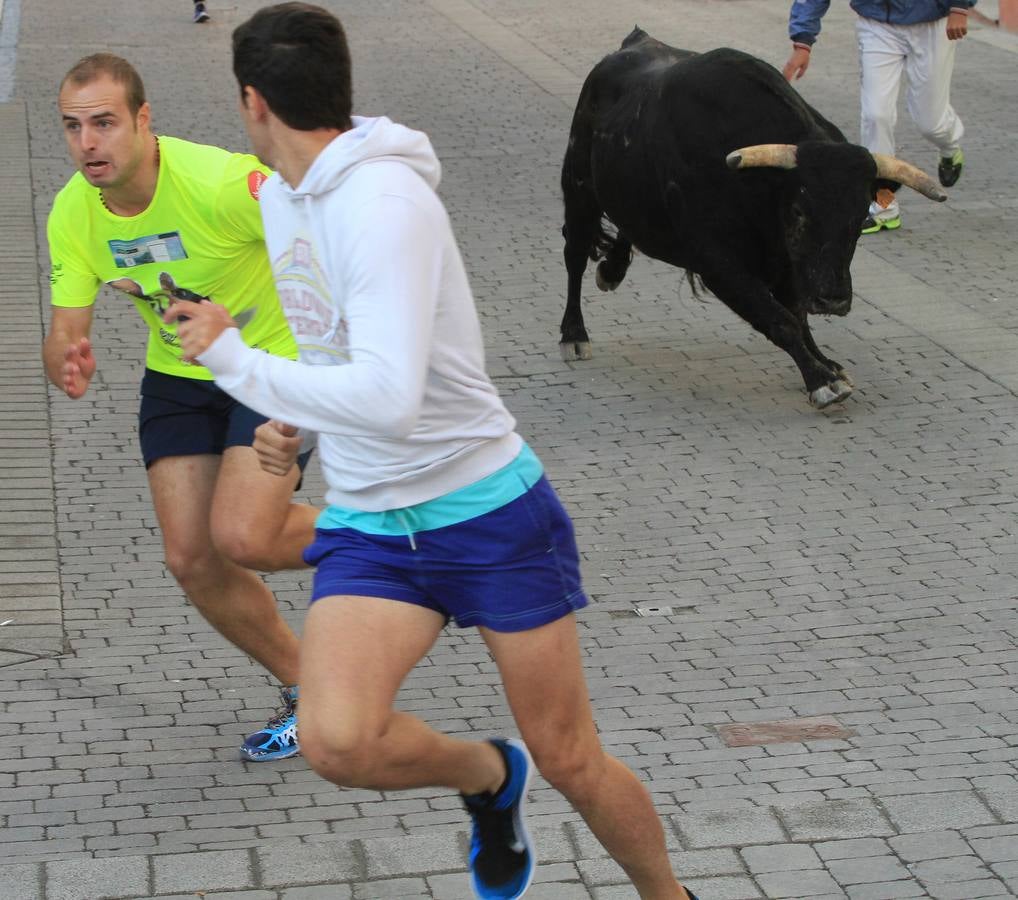 Quinto y último encierro de las fiestas de Cuéllar (Segovia)