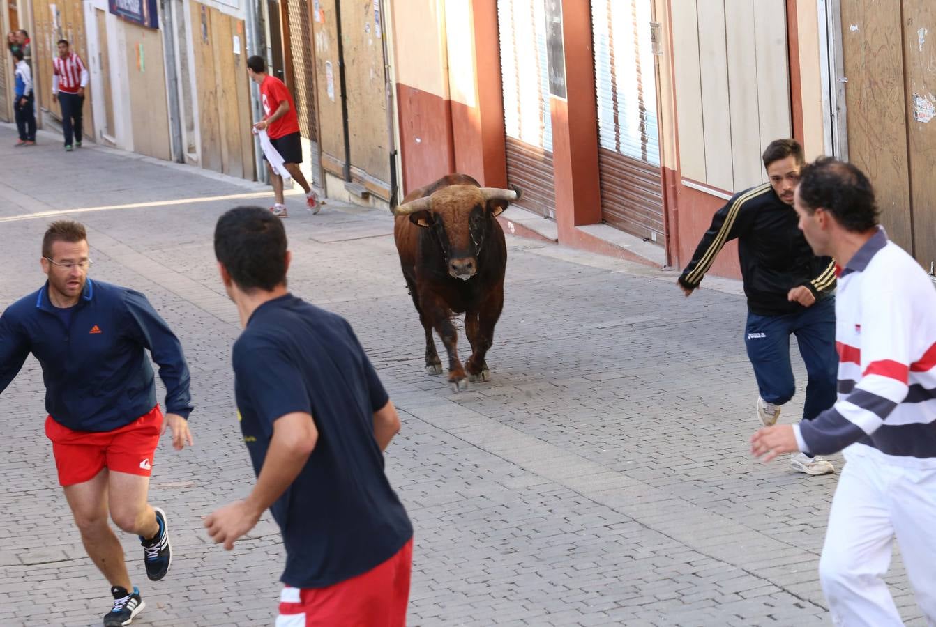 Quinto y último encierro de las fiestas de Cuéllar (Segovia)