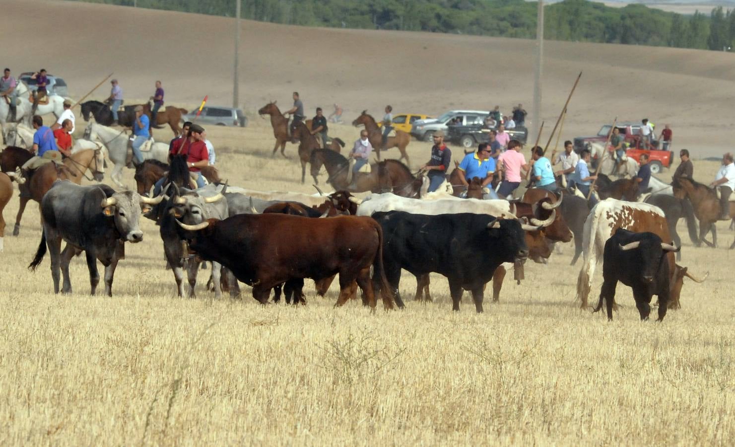 Segundo encierro de las fiestas de Medina del Campo 2015