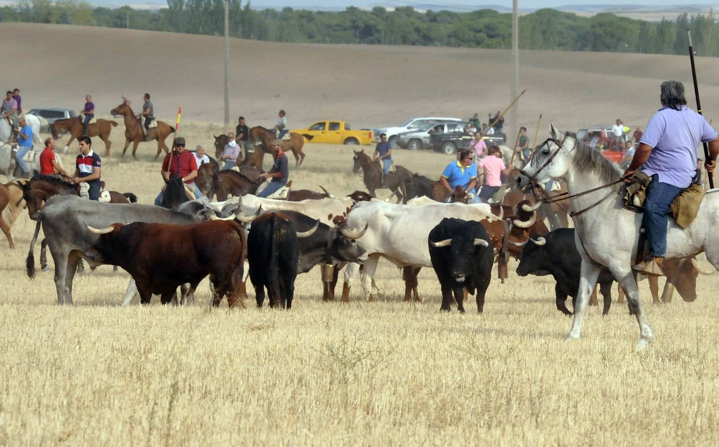 Segundo encierro de las fiestas de Medina del Campo 2015