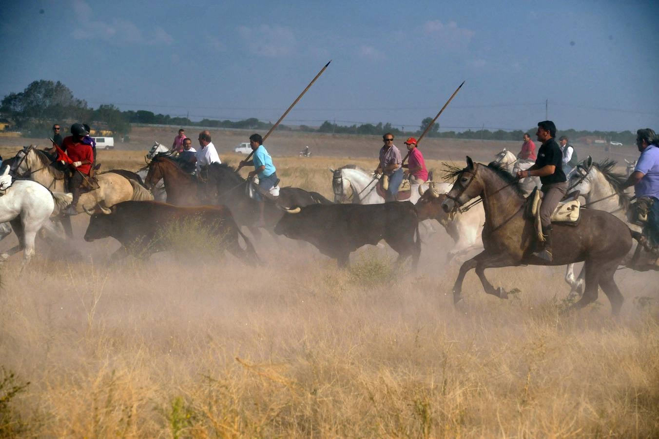 Segundo encierro de las fiestas de Medina del Campo 2015