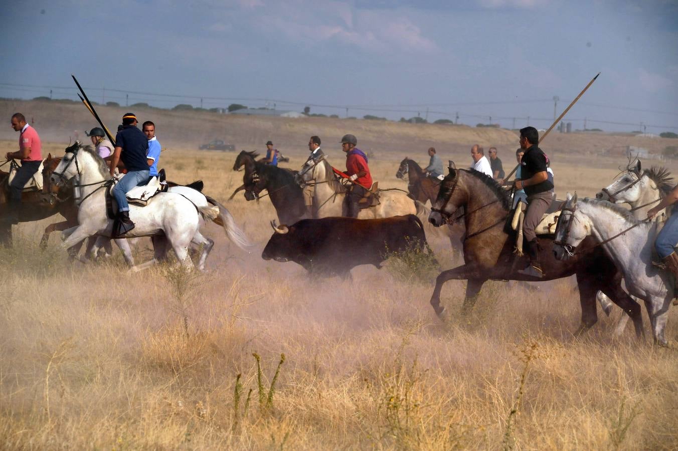 Segundo encierro de las fiestas de Medina del Campo 2015