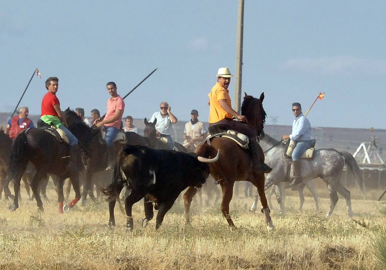 Segundo encierro de las fiestas de Medina del Campo 2015
