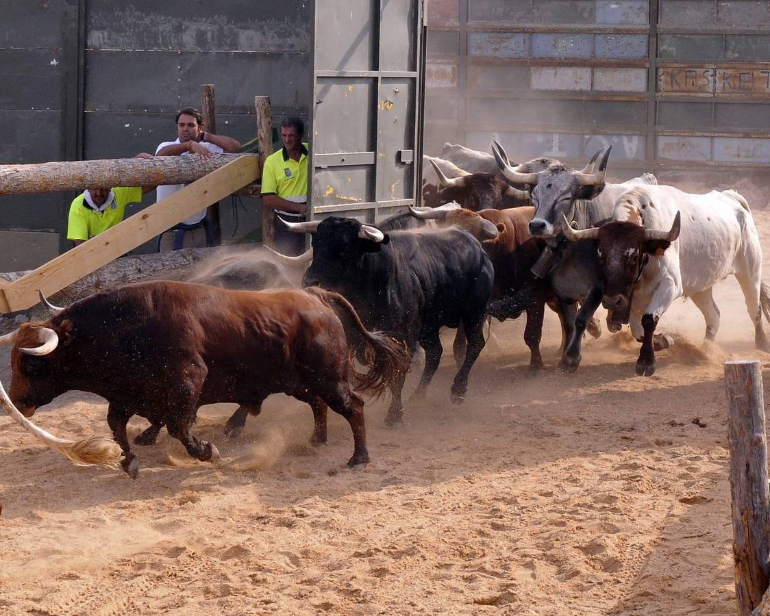 Segundo encierro de las fiestas de Medina del Campo 2015