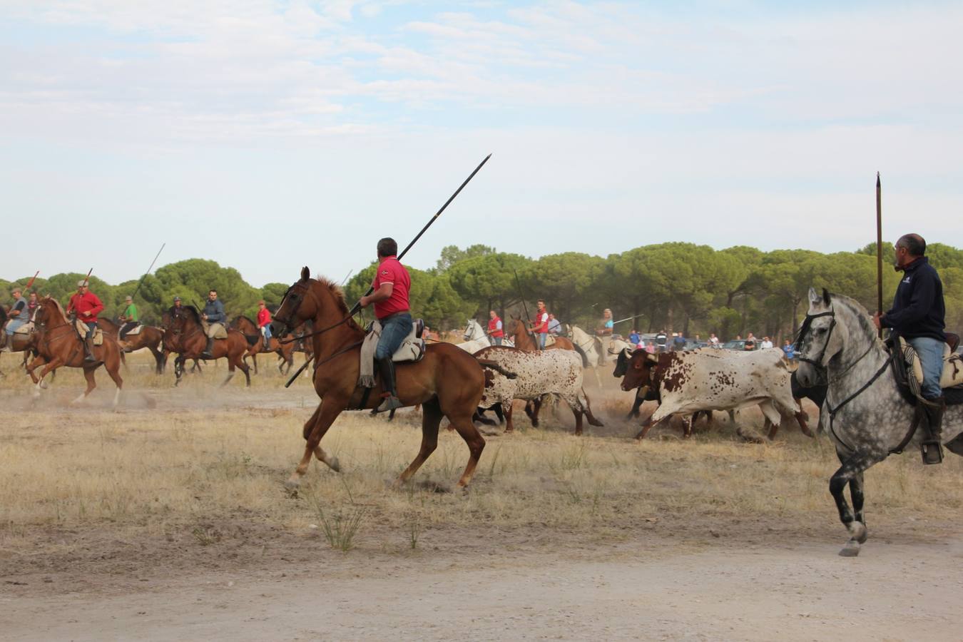 Primer encierro de las fiestas de Portillo (Valladolid)