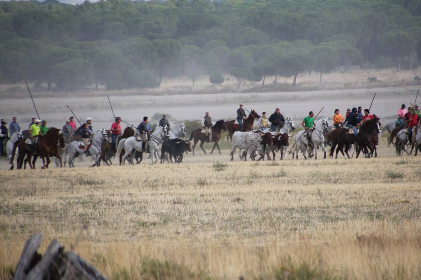 Primer encierro de las fiestas de Portillo (Valladolid)