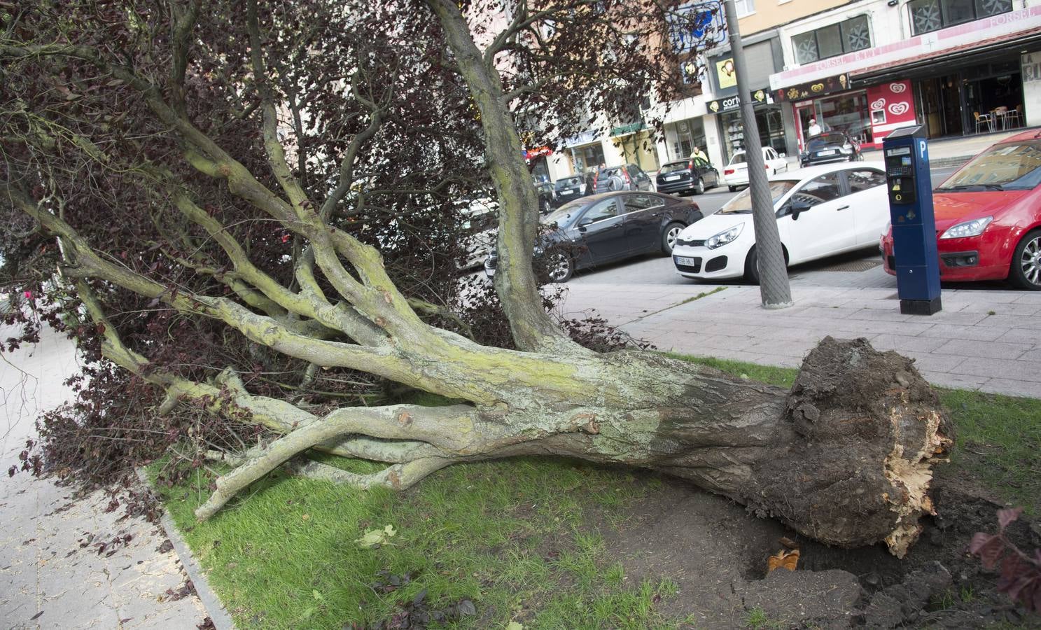 Árboles caídos en Burgos a causa del fuerte viento.