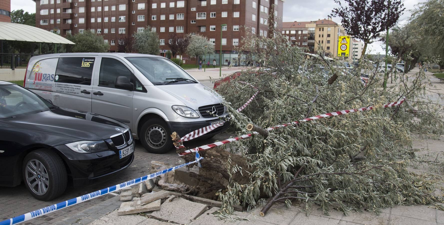 Árboles caídos en Burgos a causa del fuerte viento.