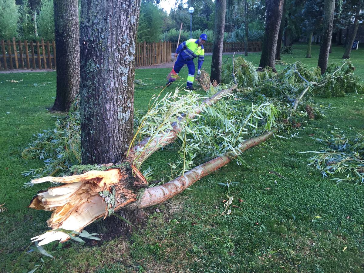 El viento ha provocado la caída de un árbol en el parque de los Jesuitas de Salamanca.