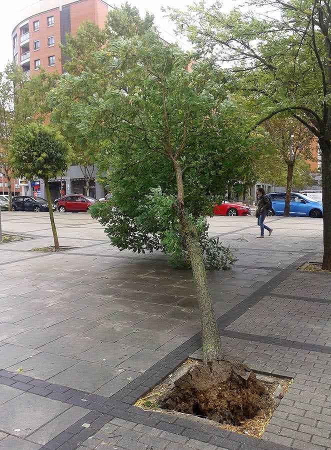 Árboles derribados por el fuerte viento en Valladolid.