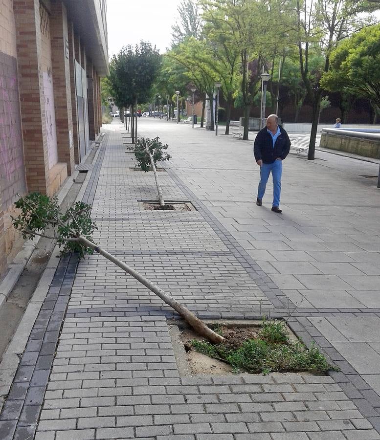 Árboles derribados por el fuerte viento en Valladolid.