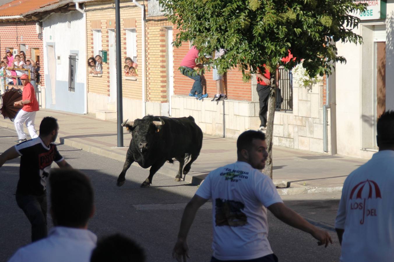 Toros de cajón en Valdestillas