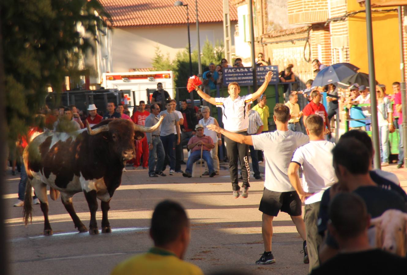 Toros de cajón en Valdestillas