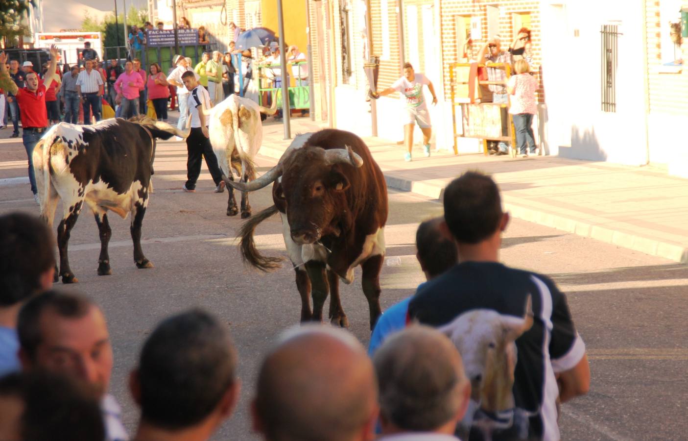 Toros de cajón en Valdestillas