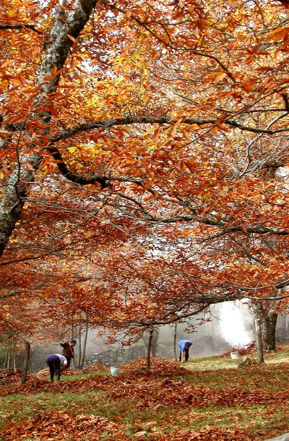 Varias personas recogen castañas en Casillas (Ávila), en una imagen típicamente otoñal con el suelo cubierto de hojas secas.