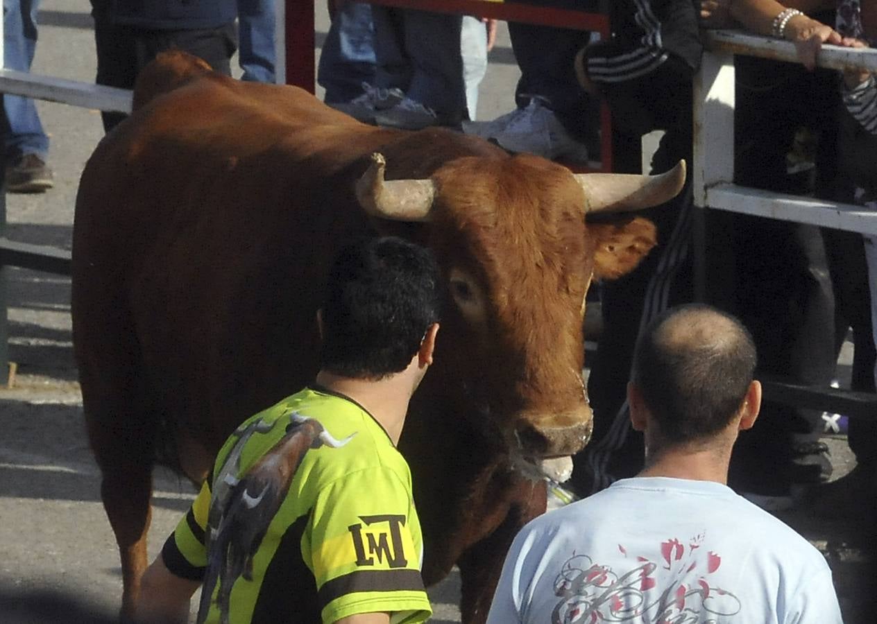 Segundo encierro de las fiestas de Olmedo 2015