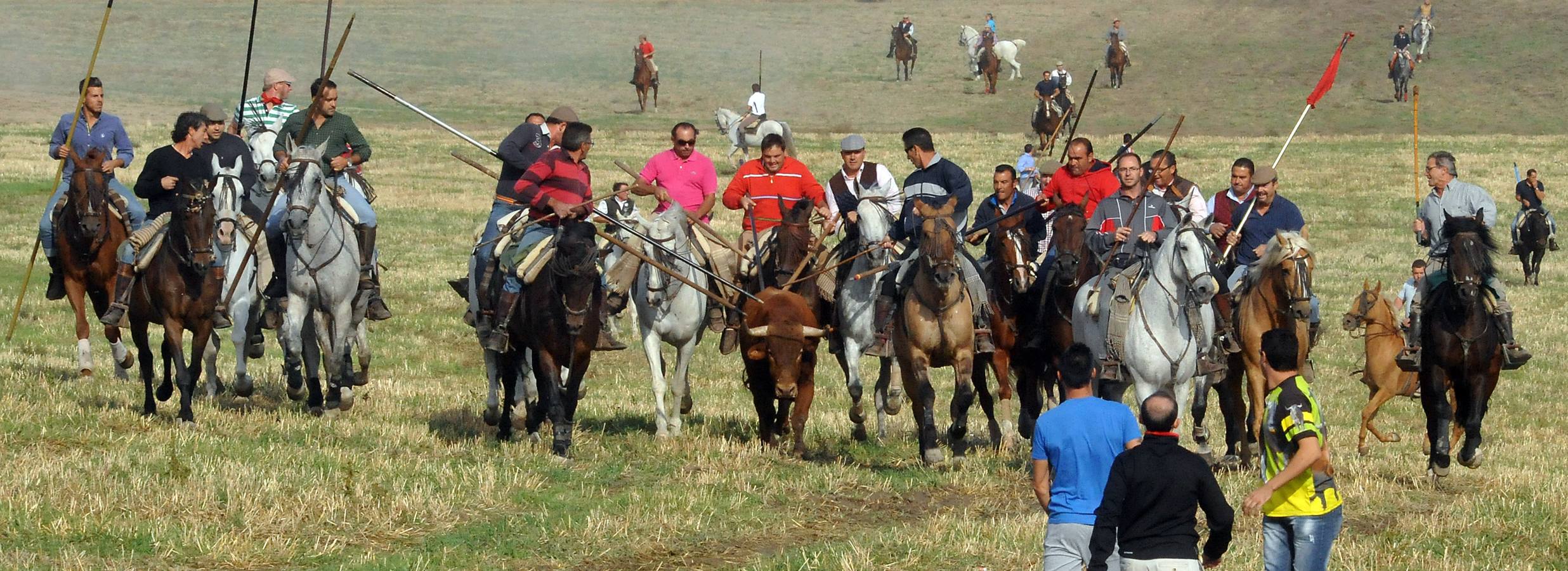 Segundo encierro de las fiestas de Olmedo 2015