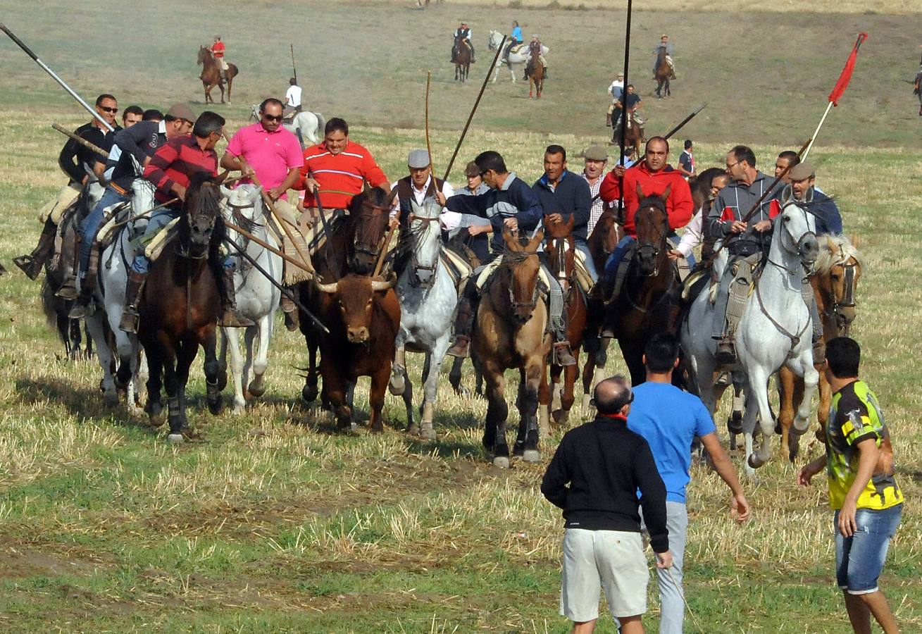 Segundo encierro de las fiestas de Olmedo 2015