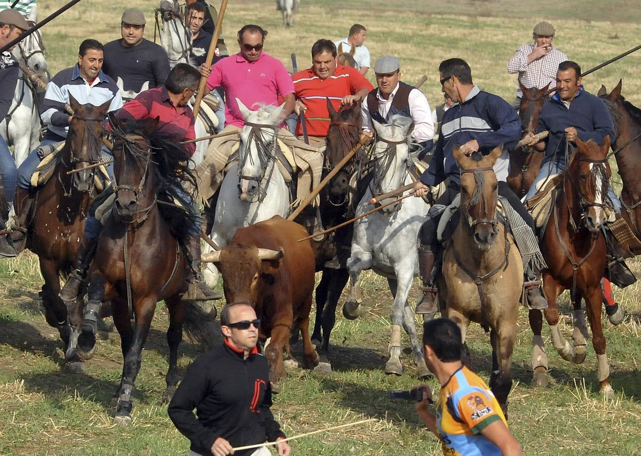 Segundo encierro de las fiestas de Olmedo 2015
