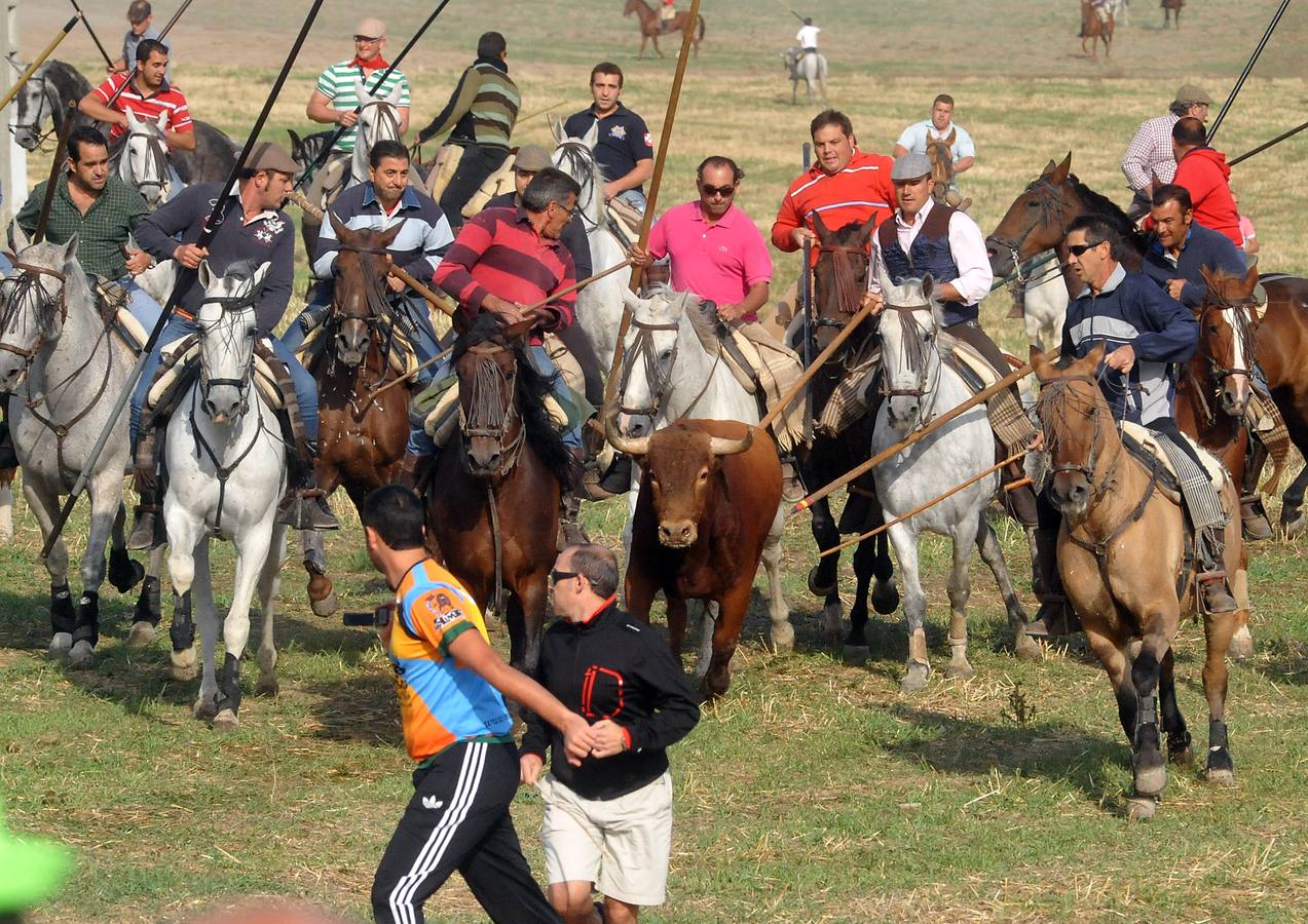 Segundo encierro de las fiestas de Olmedo 2015