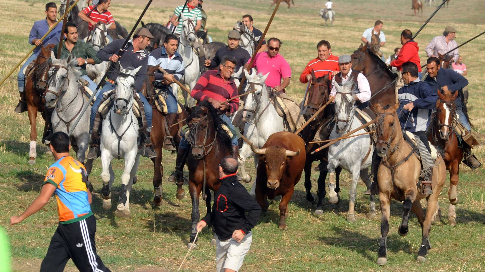 Segundo encierro de las fiestas de Olmedo 2015