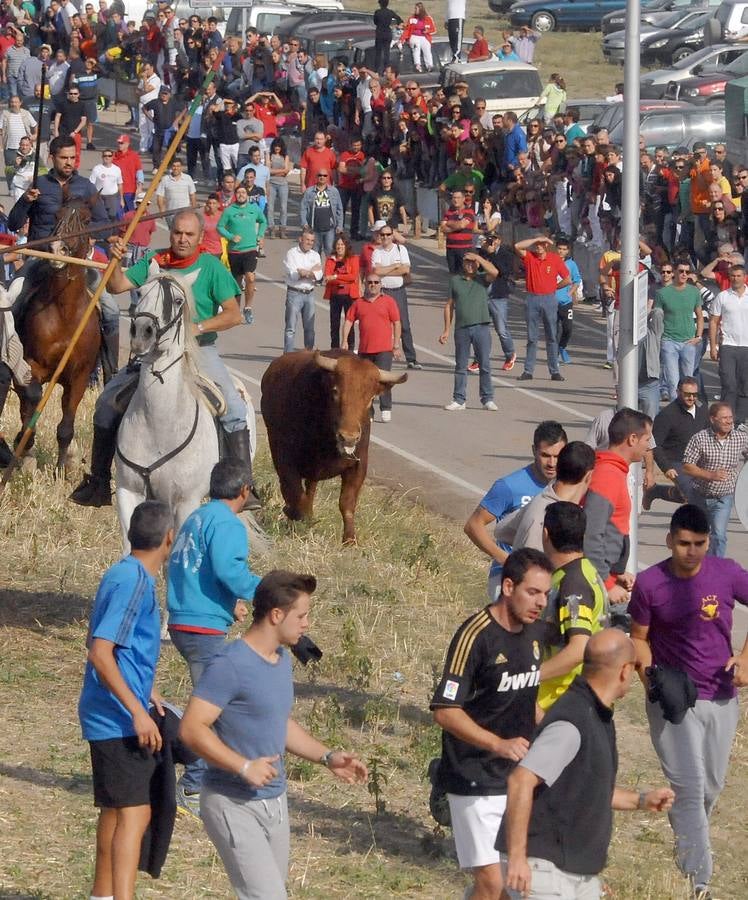 Segundo encierro de las fiestas de Olmedo 2015