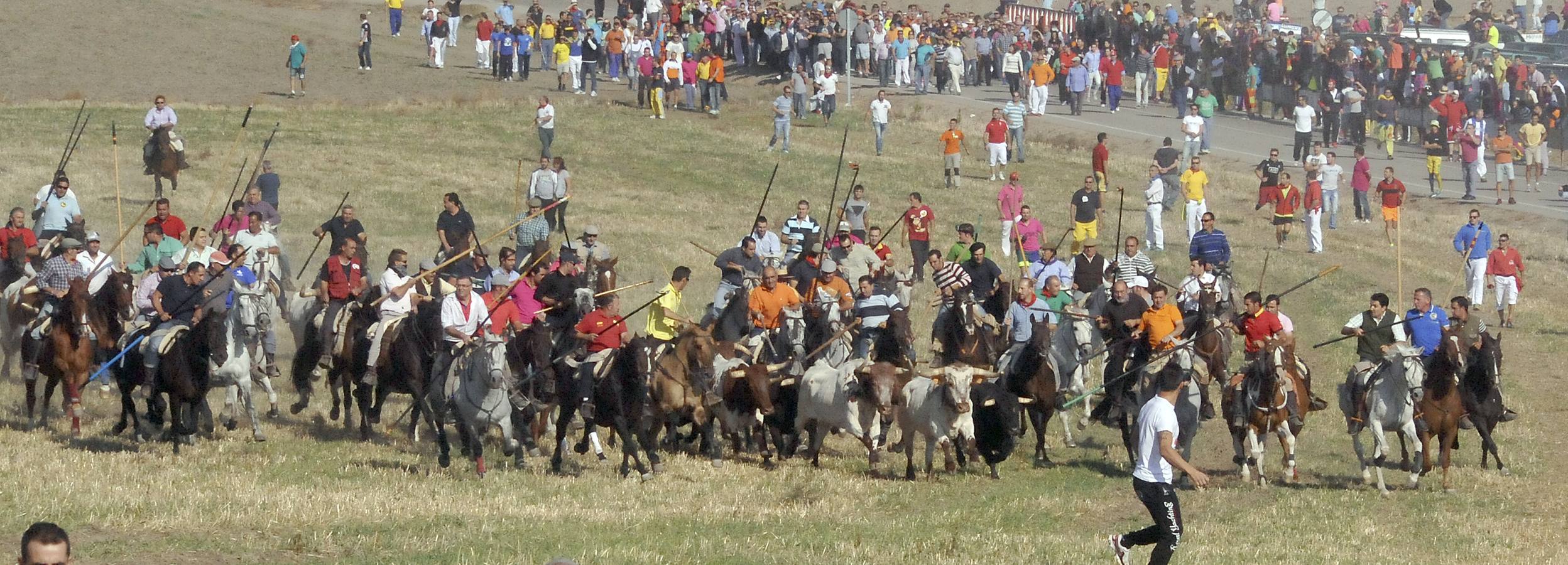Tercer encierro de las Fiestas de Olmedo 2015