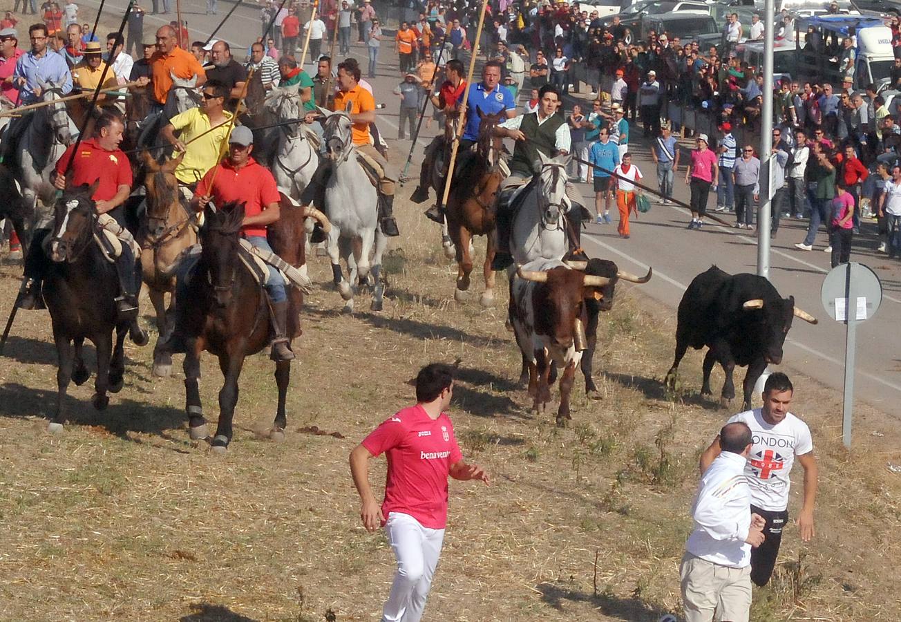 Tercer encierro de las Fiestas de Olmedo 2015