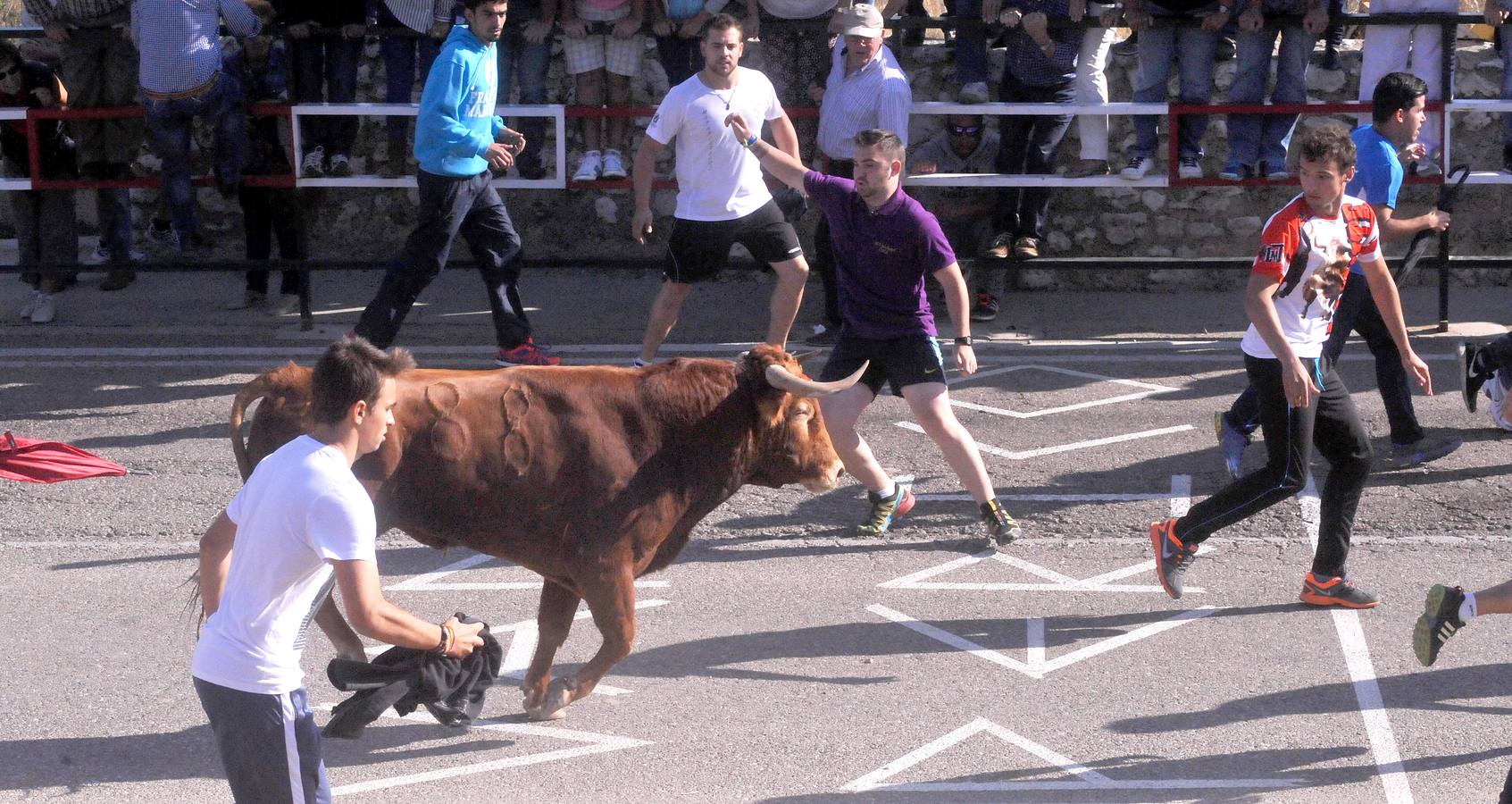 Tercer encierro de las Fiestas de Olmedo 2015