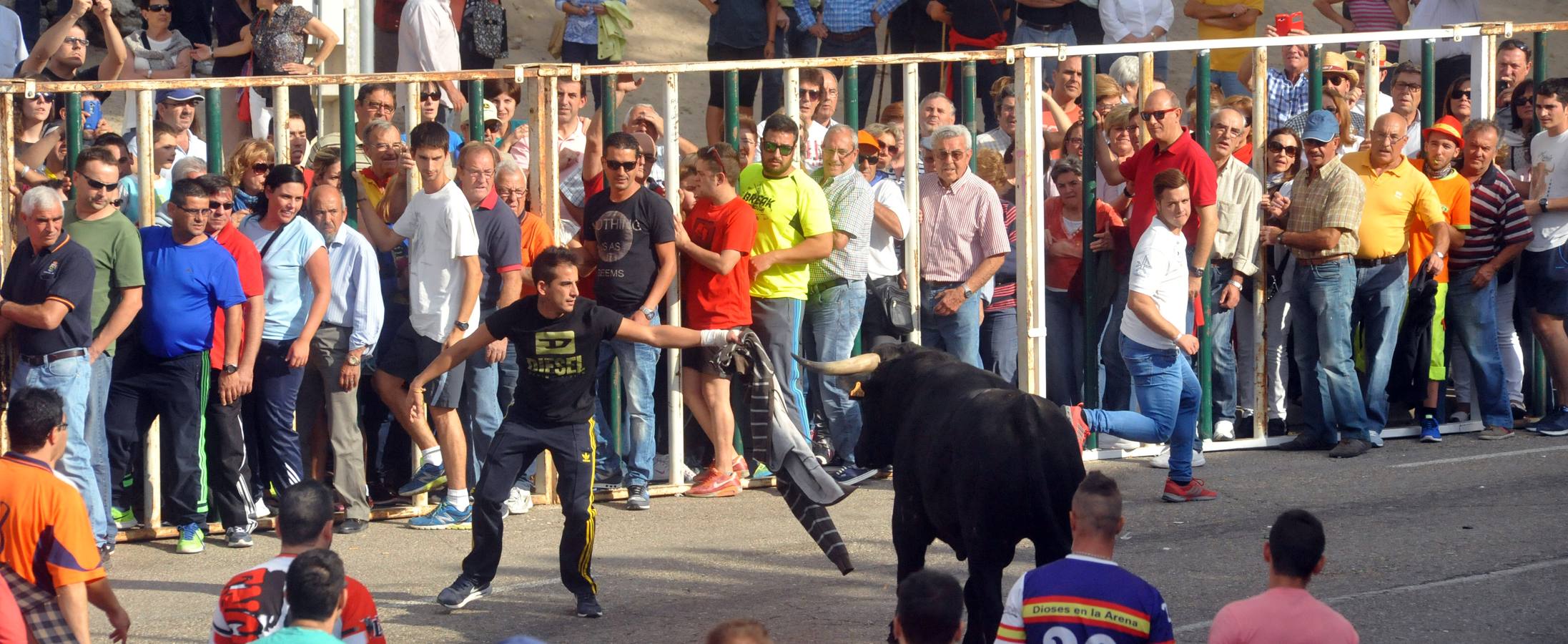 Último encierro de la fiestas de Olmedo 2015