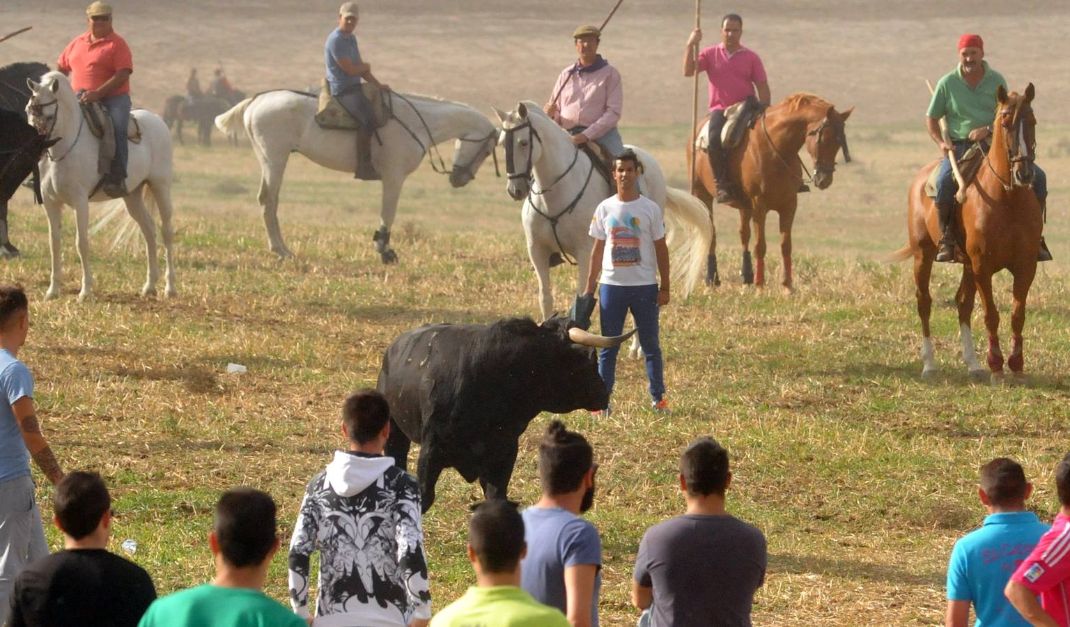 Último encierro de la fiestas de Olmedo 2015