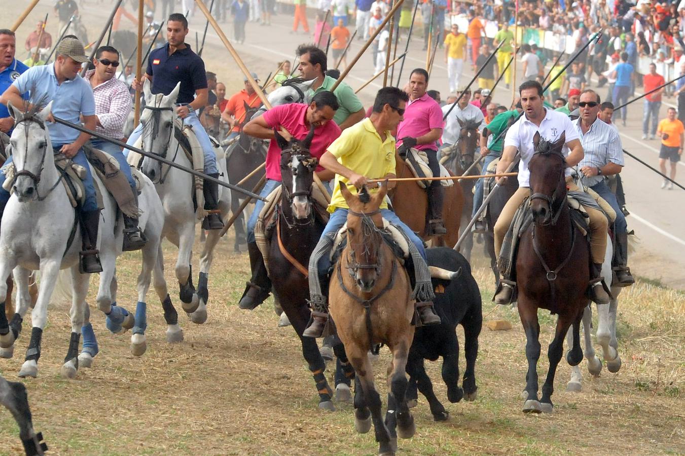 Último encierro de la fiestas de Olmedo 2015