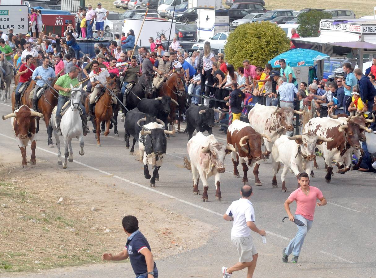 Último encierro de la fiestas de Olmedo 2015