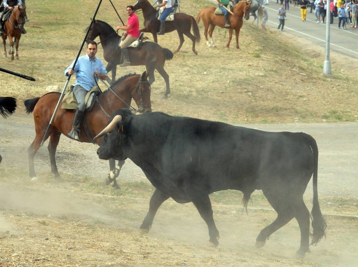 Último encierro de la fiestas de Olmedo 2015