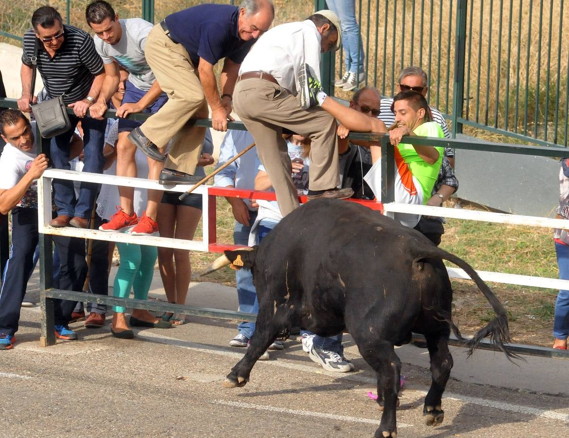 Último encierro de la fiestas de Olmedo 2015